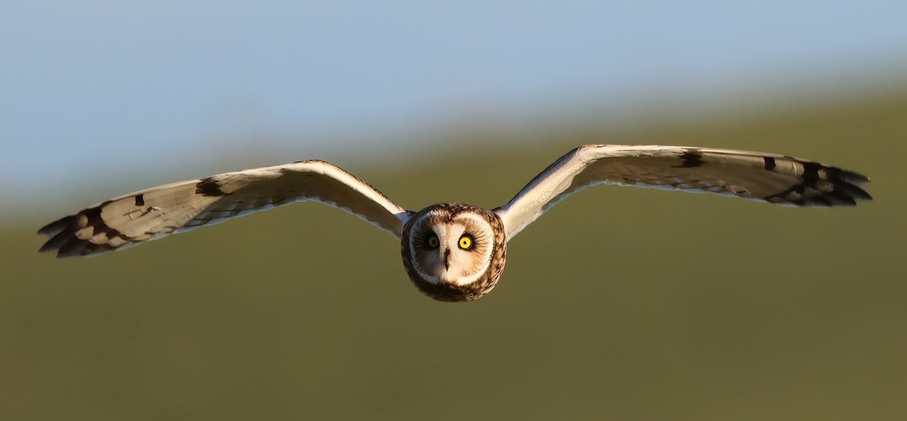 Bird, owl, short-eared owl — 5 Things to Look for When Choosing an SEO Company