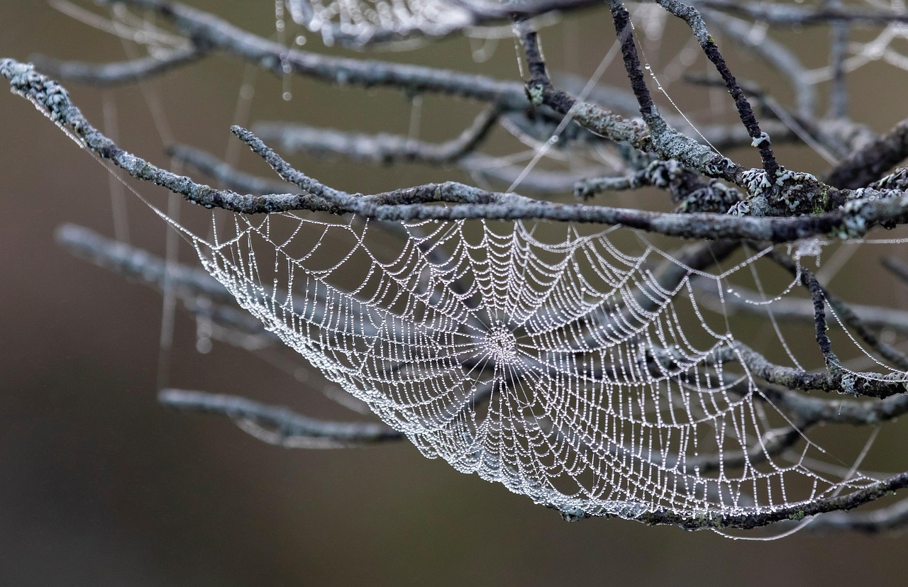 Finding the Best Free Web Host