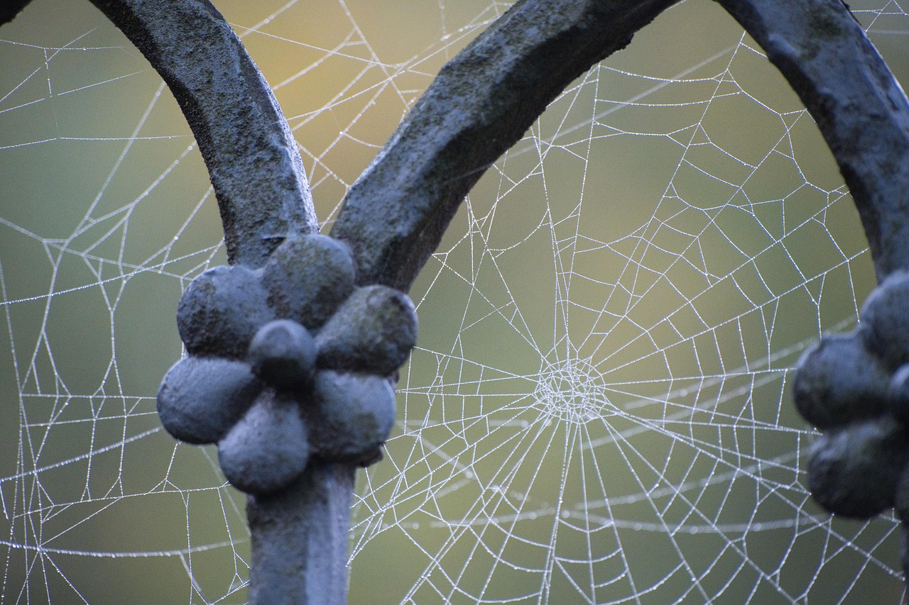 Spider web, web, dew — Index a Perfect Website Design Company