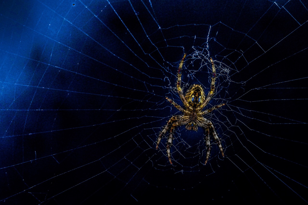 Spider, web, hairy — PICK AN AFFORDABLE WEB HOSTING COMPANY FOR YOUR SMALL BUSINESS