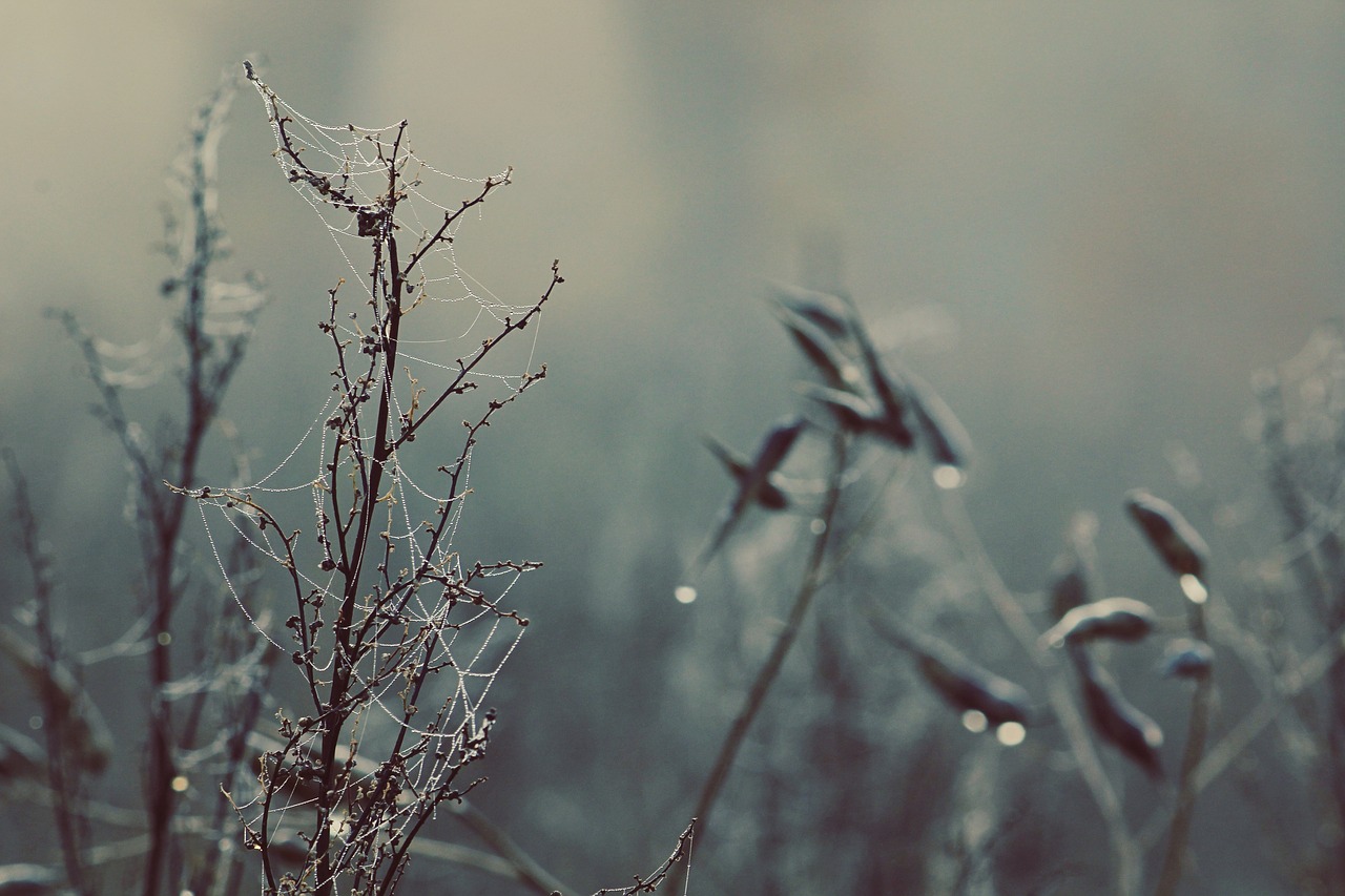 Twigs, branches, web — The Pros And Cons Of Cheap Web Hosting