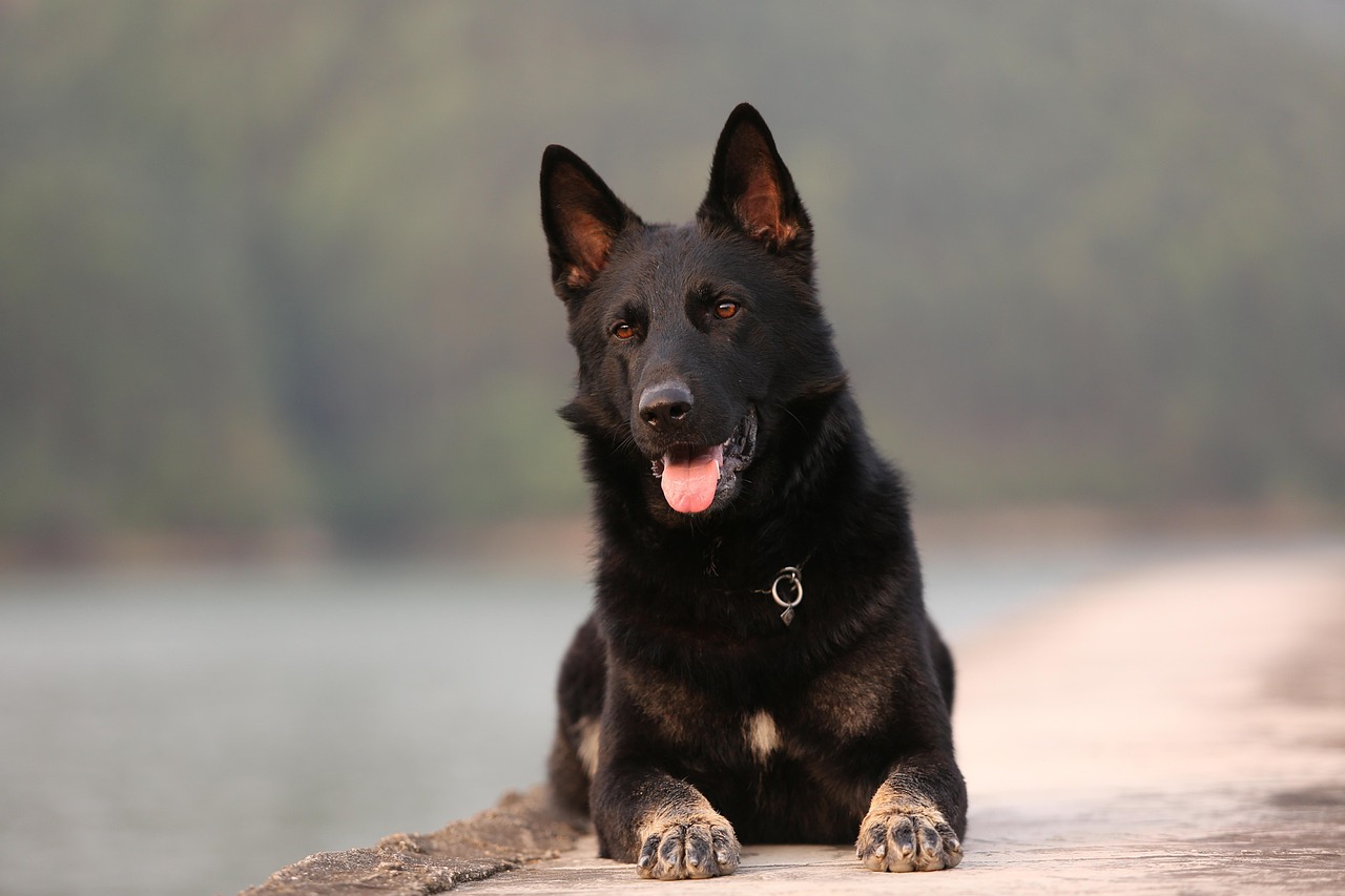 Dog, animal, pet — Top Tips to Make Your Pooch's Wedding Nice and Special!